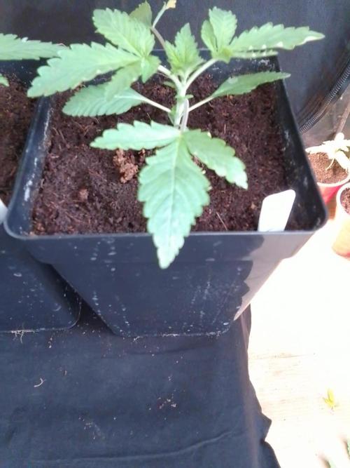 PURE SKUNK . Week 2