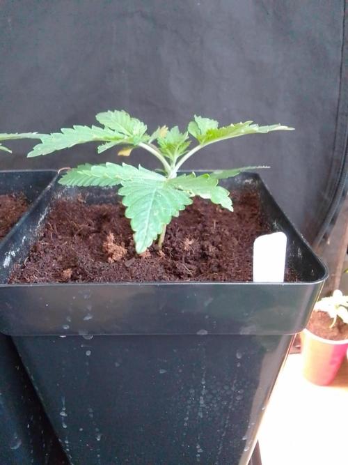 PURE SKUNK . Week 2