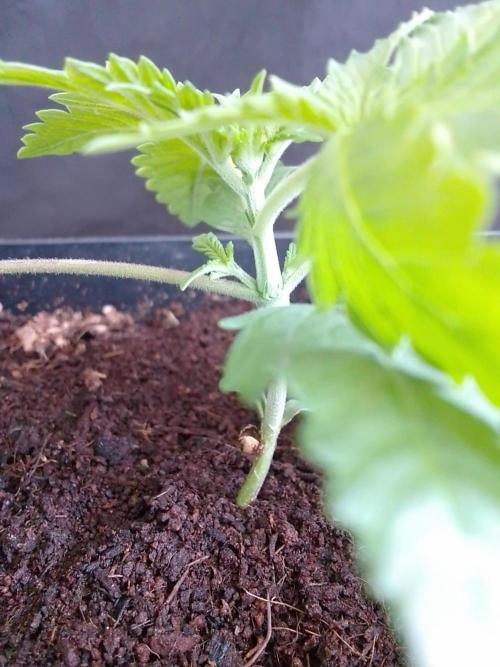 PURE SKUNK . Week 2