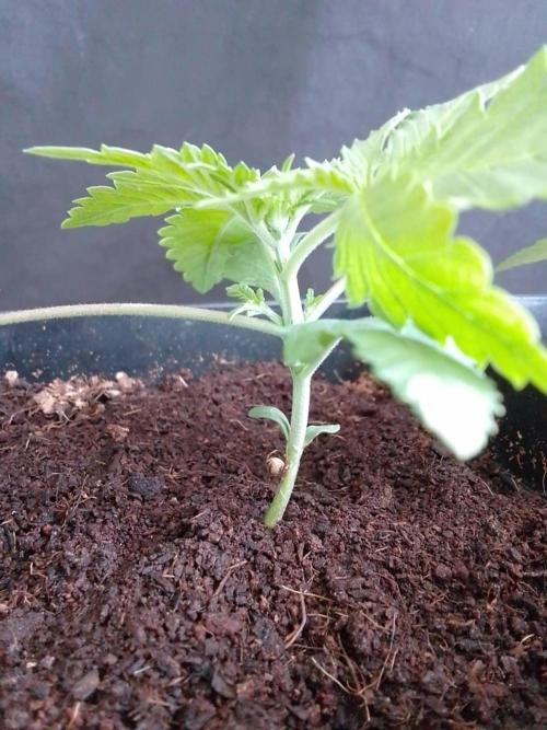 PURE SKUNK . Week 2