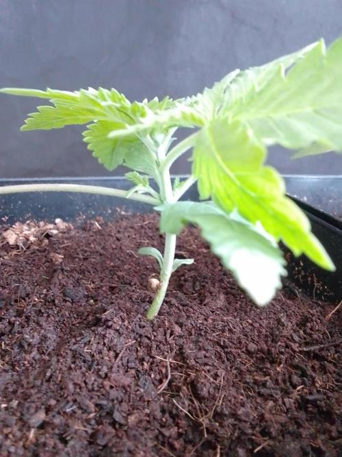 PURE SKUNK . Week 2