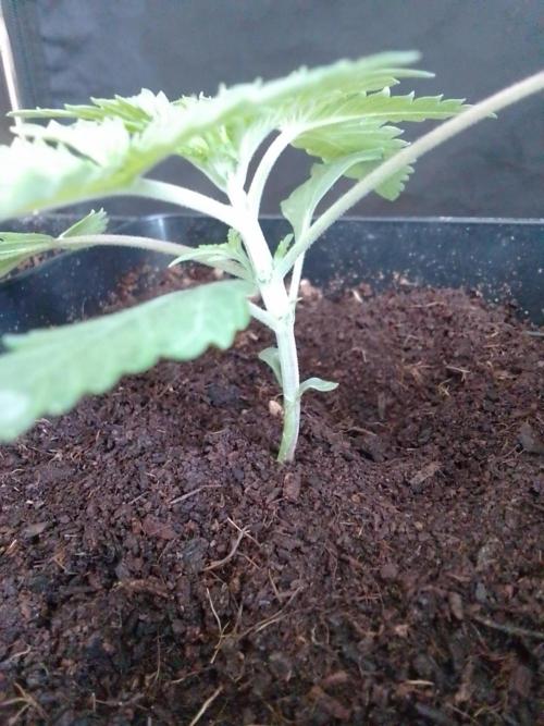 PURE SKUNK . Week 2