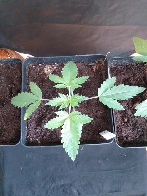 PURE SKUNK . Week 2