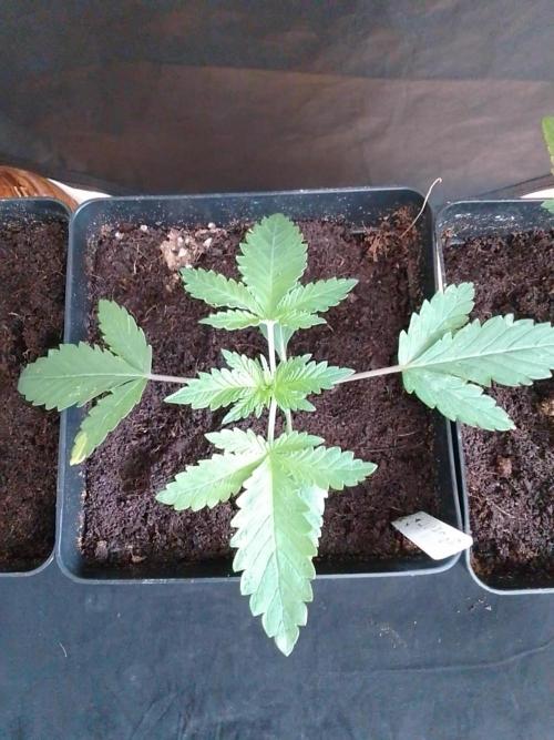 PURE SKUNK . Week 2