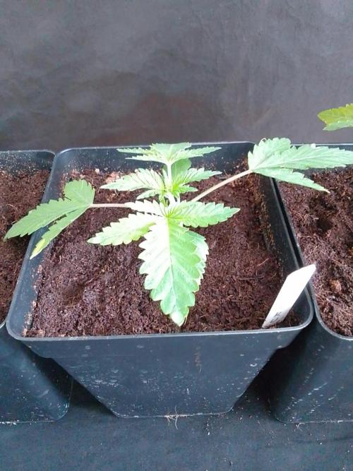 PURE SKUNK . Week 2