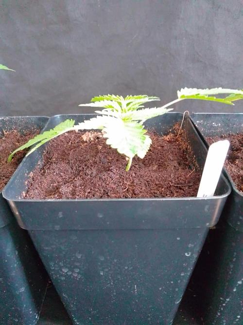 PURE SKUNK . Week 2