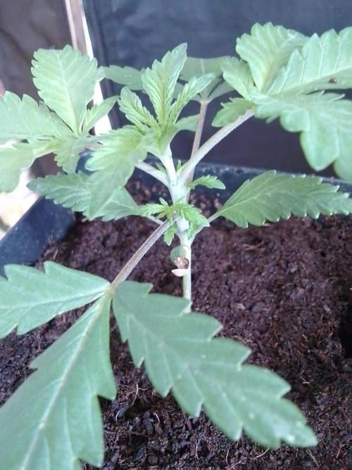 PURE SKUNK . Week 2