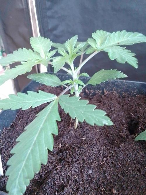 PURE SKUNK . Week 2