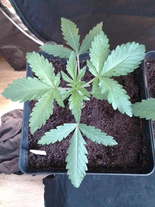 PURE SKUNK . Week 2