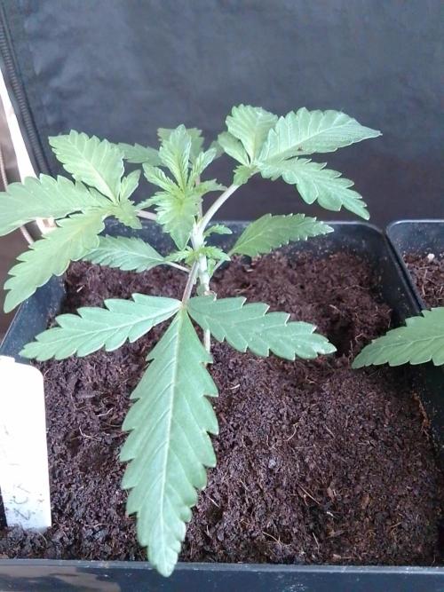 PURE SKUNK . Week 2