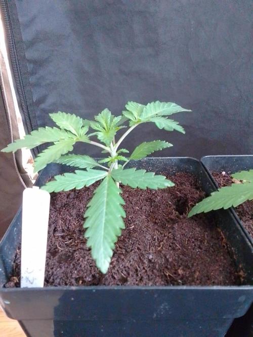 PURE SKUNK . Week 2