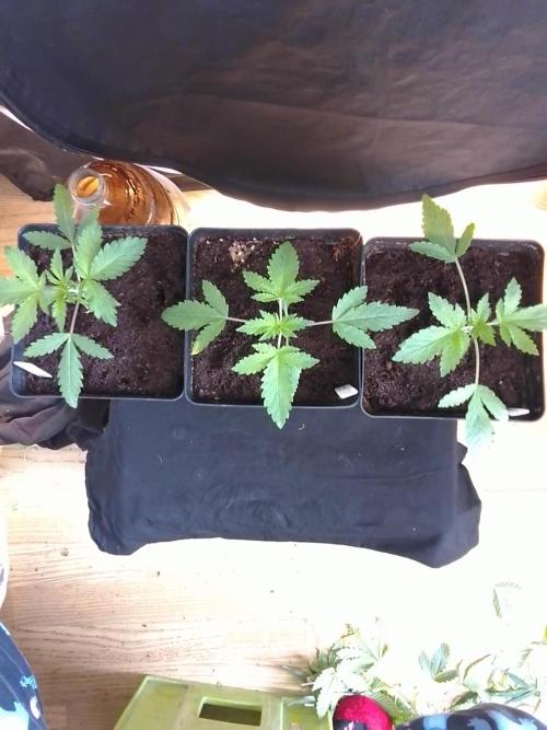 PURE SKUNK . Week 2