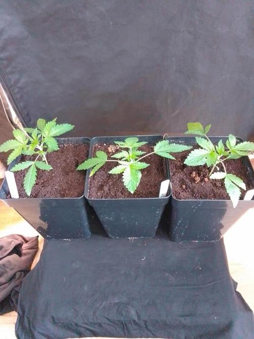 PURE SKUNK . Week 2