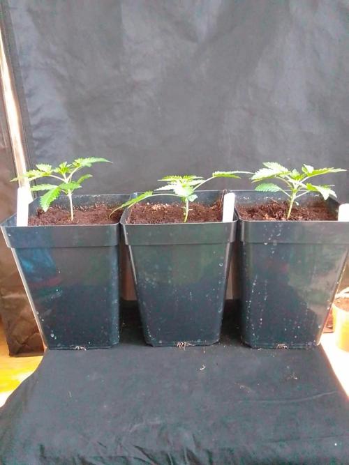PURE SKUNK . Week 2