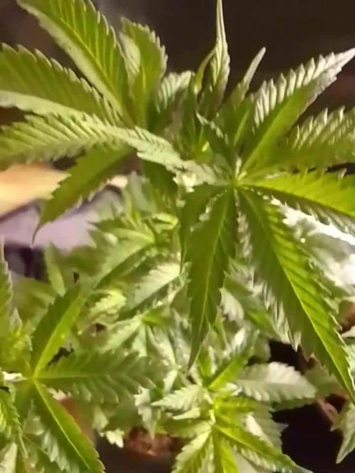 AMNESIA HAZE GO FAST kannabia seed's