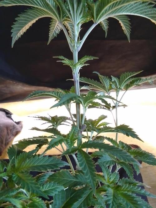 AMNESIA HAZE GO FAST kannabia seed's. Week 6