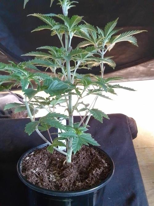AMNESIA HAZE GO FAST kannabia seed's. Week 6