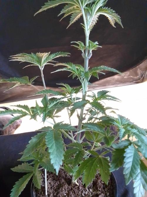 AMNESIA HAZE GO FAST kannabia seed's. Week 6