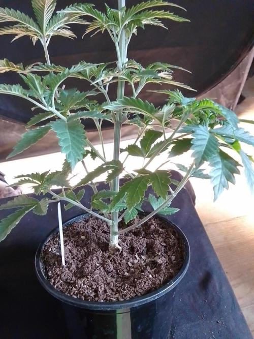 AMNESIA HAZE GO FAST kannabia seed's. Week 6