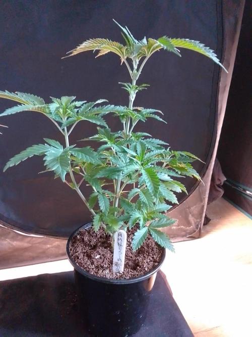 AMNESIA HAZE GO FAST kannabia seed's. Week 6
