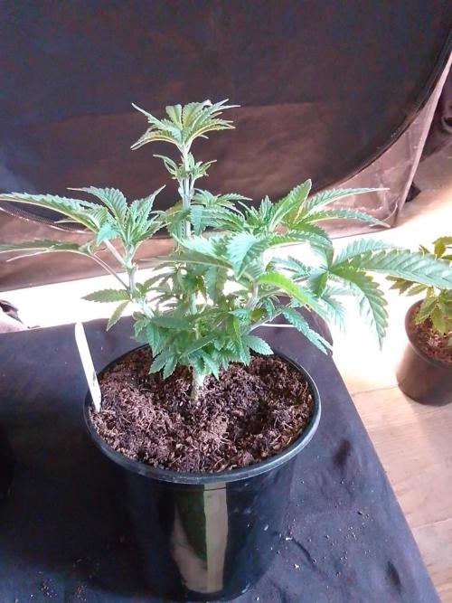 AMNESIA HAZE GO FAST kannabia seed's. Week 6