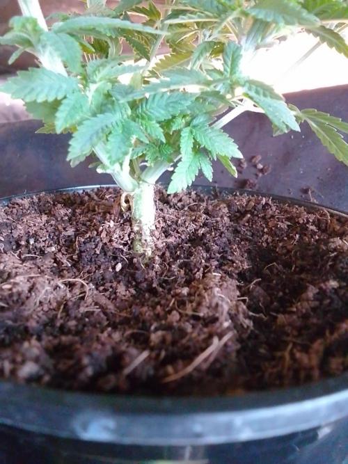 AMNESIA HAZE GO FAST kannabia seed's. Week 6