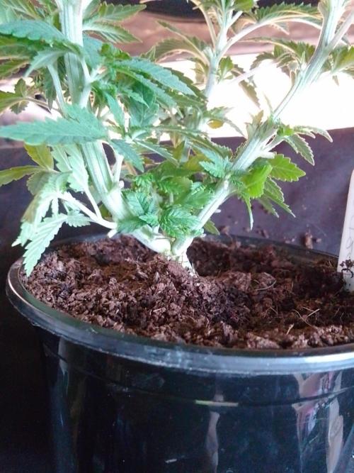 AMNESIA HAZE GO FAST kannabia seed's. Week 6