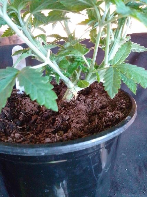 AMNESIA HAZE GO FAST kannabia seed's. Week 6