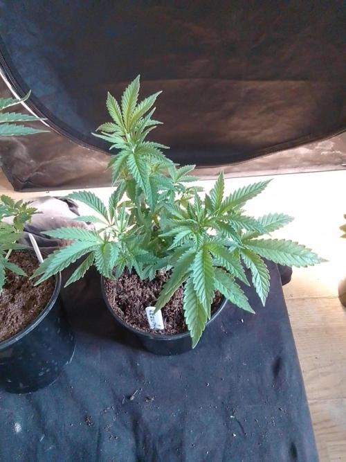 AMNESIA HAZE GO FAST kannabia seed's. Week 6