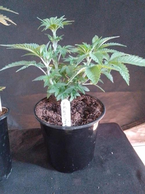AMNESIA HAZE GO FAST kannabia seed's. Week 6