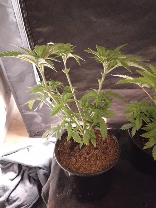 AMNESIA HAZE GO FAST kannabia seed's. Week 6