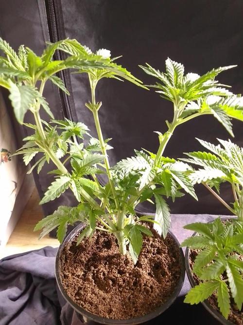 AMNESIA HAZE GO FAST kannabia seed's. Week 6
