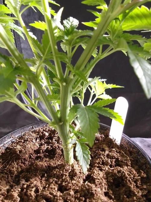 AMNESIA HAZE GO FAST kannabia seed's. Week 6