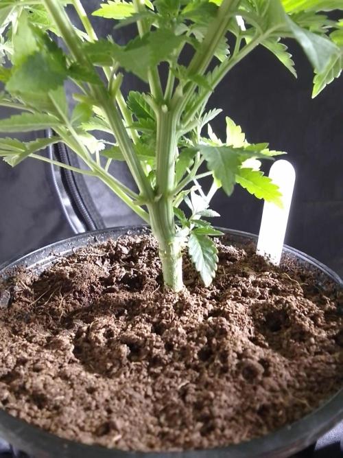AMNESIA HAZE GO FAST kannabia seed's. Week 6