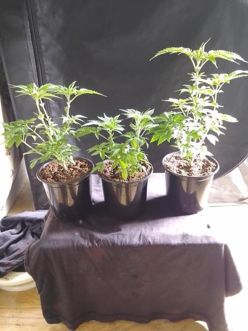 AMNESIA HAZE GO FAST kannabia seed's. Week 6