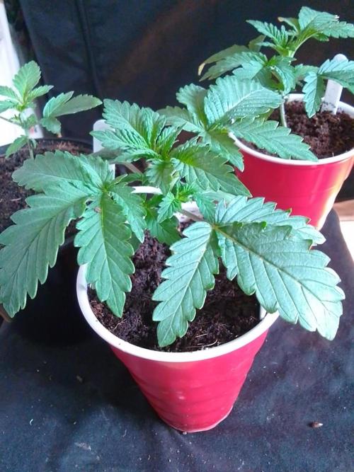 SUNSET SHERBET GO FAST. Week 2