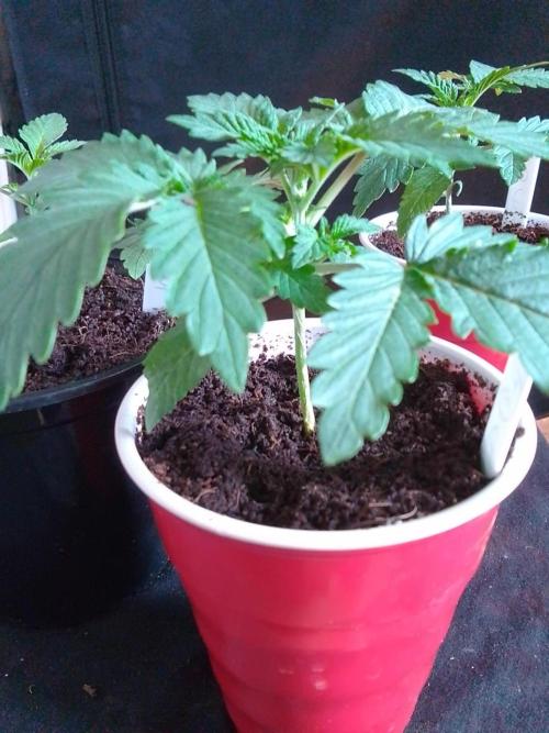 SUNSET SHERBET GO FAST. Week 2