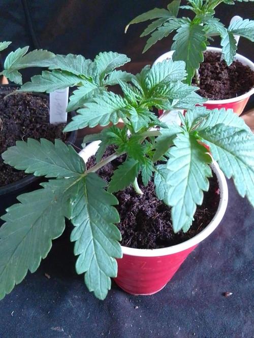 SUNSET SHERBET GO FAST. Week 2