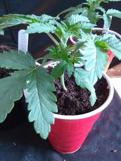 SUNSET SHERBET GO FAST. Week 2