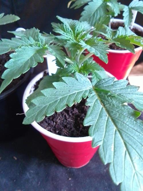 SUNSET SHERBET GO FAST. Week 2
