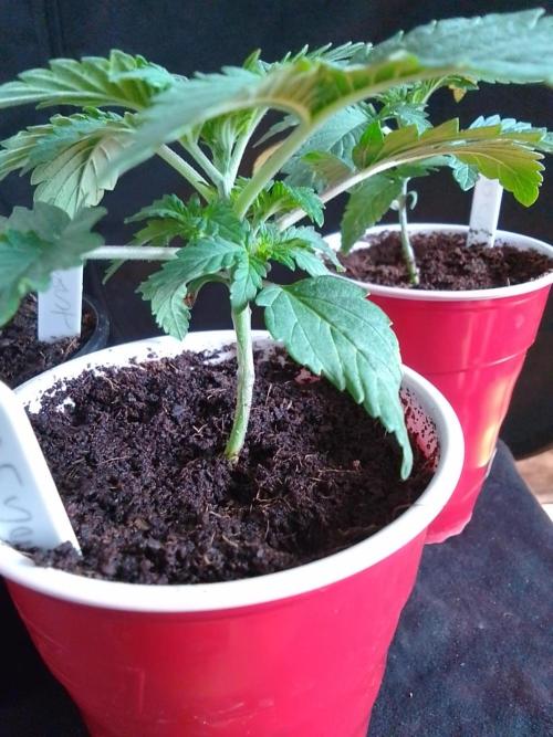 SUNSET SHERBET GO FAST. Week 2