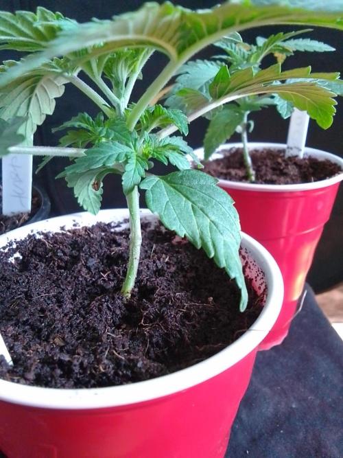 SUNSET SHERBET GO FAST. Week 2