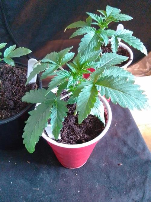 SUNSET SHERBET GO FAST. Week 2