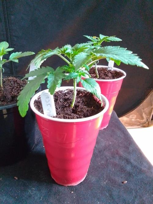 SUNSET SHERBET GO FAST. Week 2