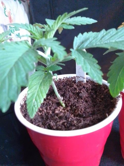 SUNSET SHERBET GO FAST. Week 2