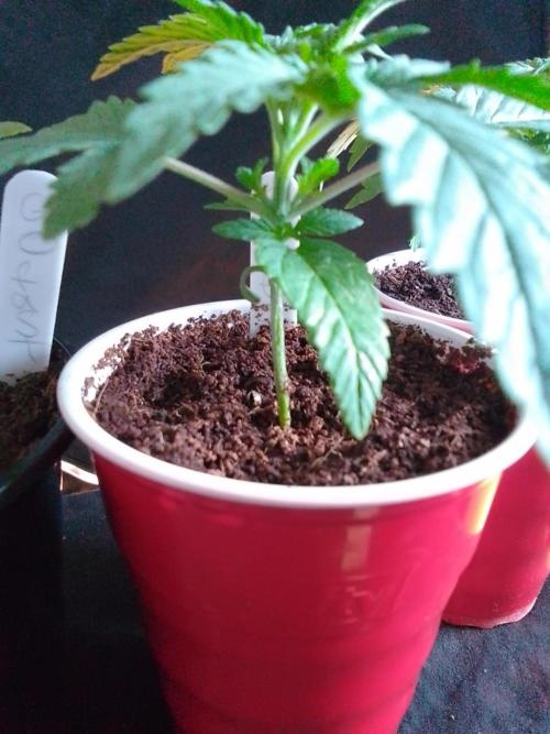 SUNSET SHERBET GO FAST. Week 2