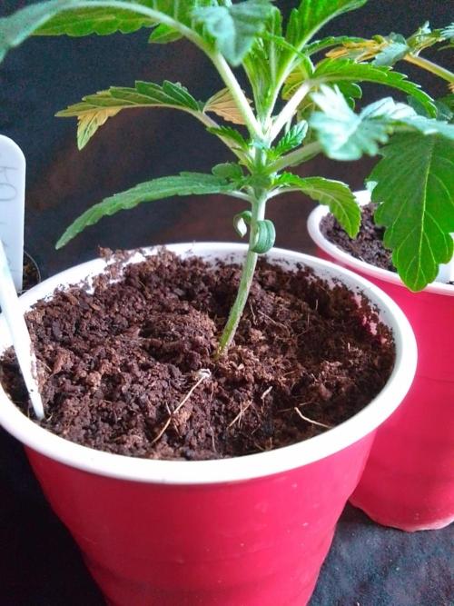 SUNSET SHERBET GO FAST. Week 2