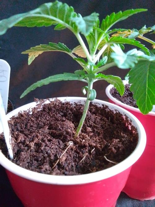 SUNSET SHERBET GO FAST. Week 2