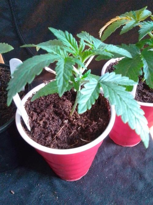 SUNSET SHERBET GO FAST. Week 2