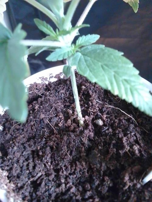 SUNSET SHERBET GO FAST. Week 2